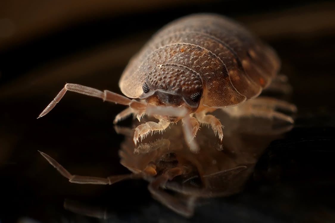 Why You Should Hire A Pest Control Company