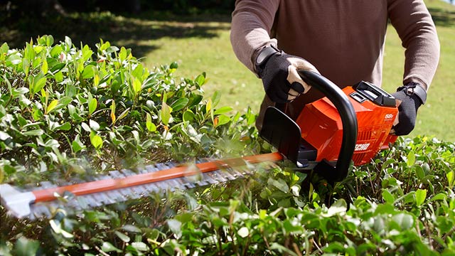 Tips on buying a hedge trimmer