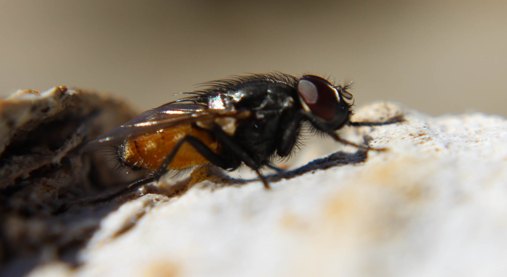 How to find a good exterminator