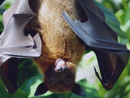 Why You Should Hire Bat Removal Professionals