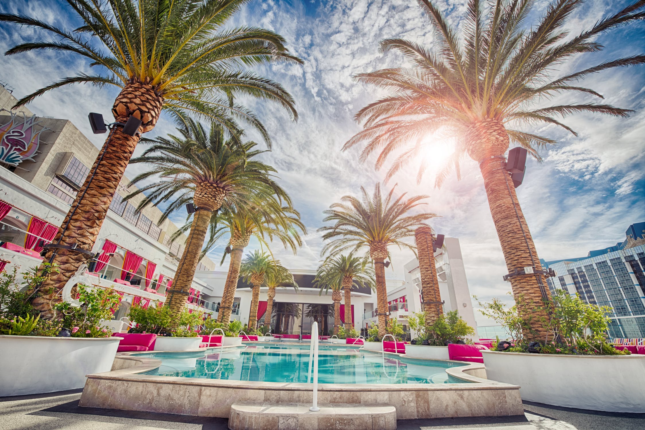 Palm trees in sunlight